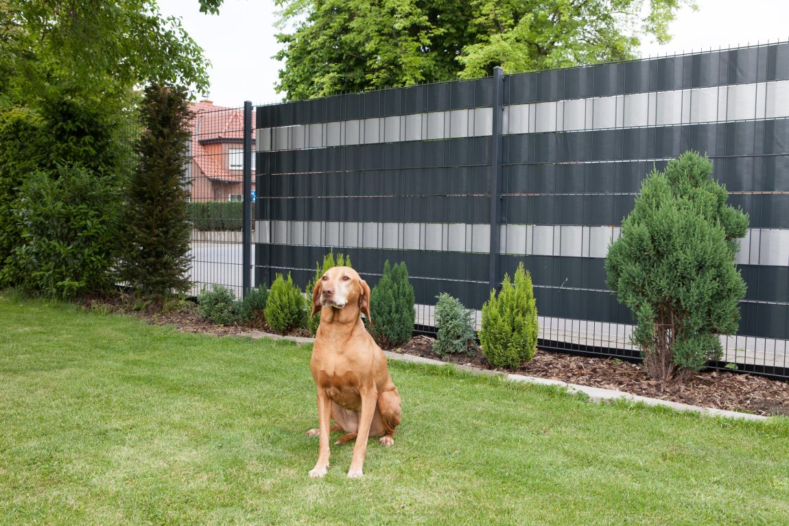 Pflege von Garten-Sichtschutz: So bleibt Ihr Zaun langlebig und schön